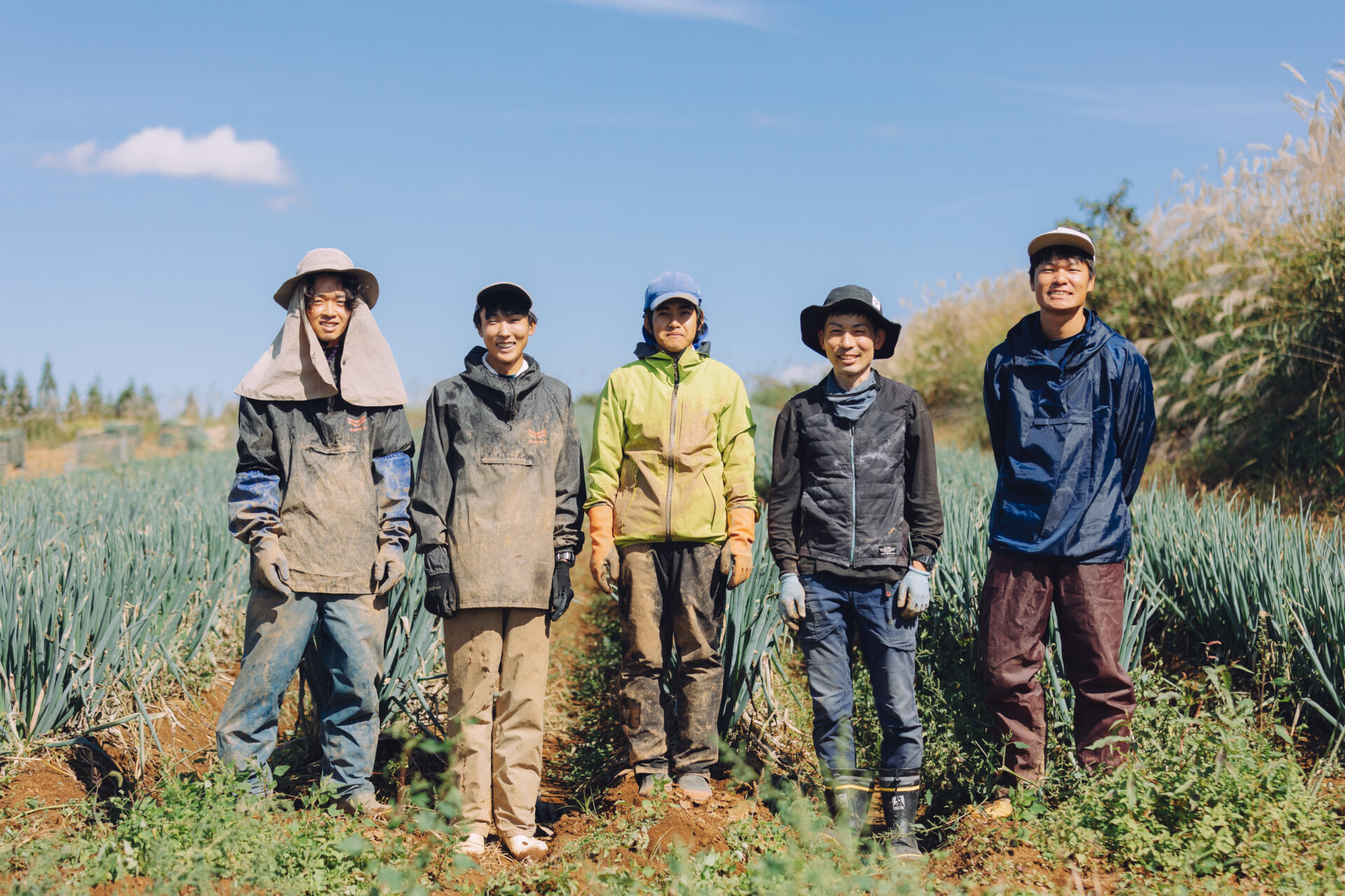 野菜（長ネギ）の管理と収穫の補助作業