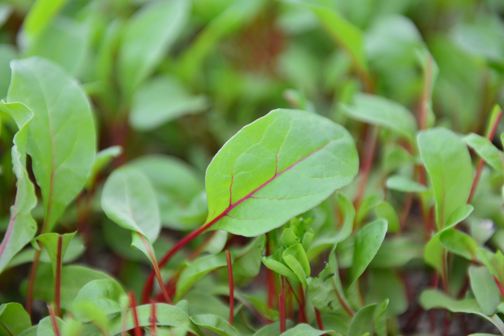 ベビーリーフ３