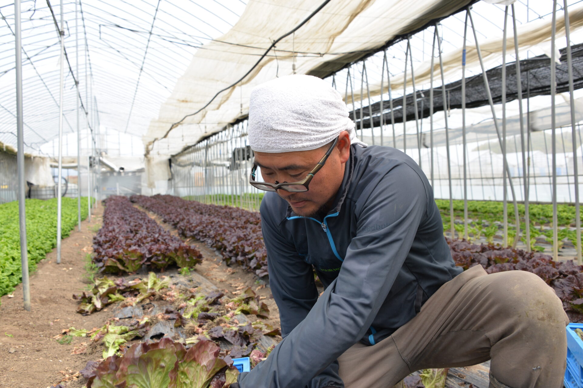 野菜の収穫作業・種まきなどの農作業補助（信濃町）