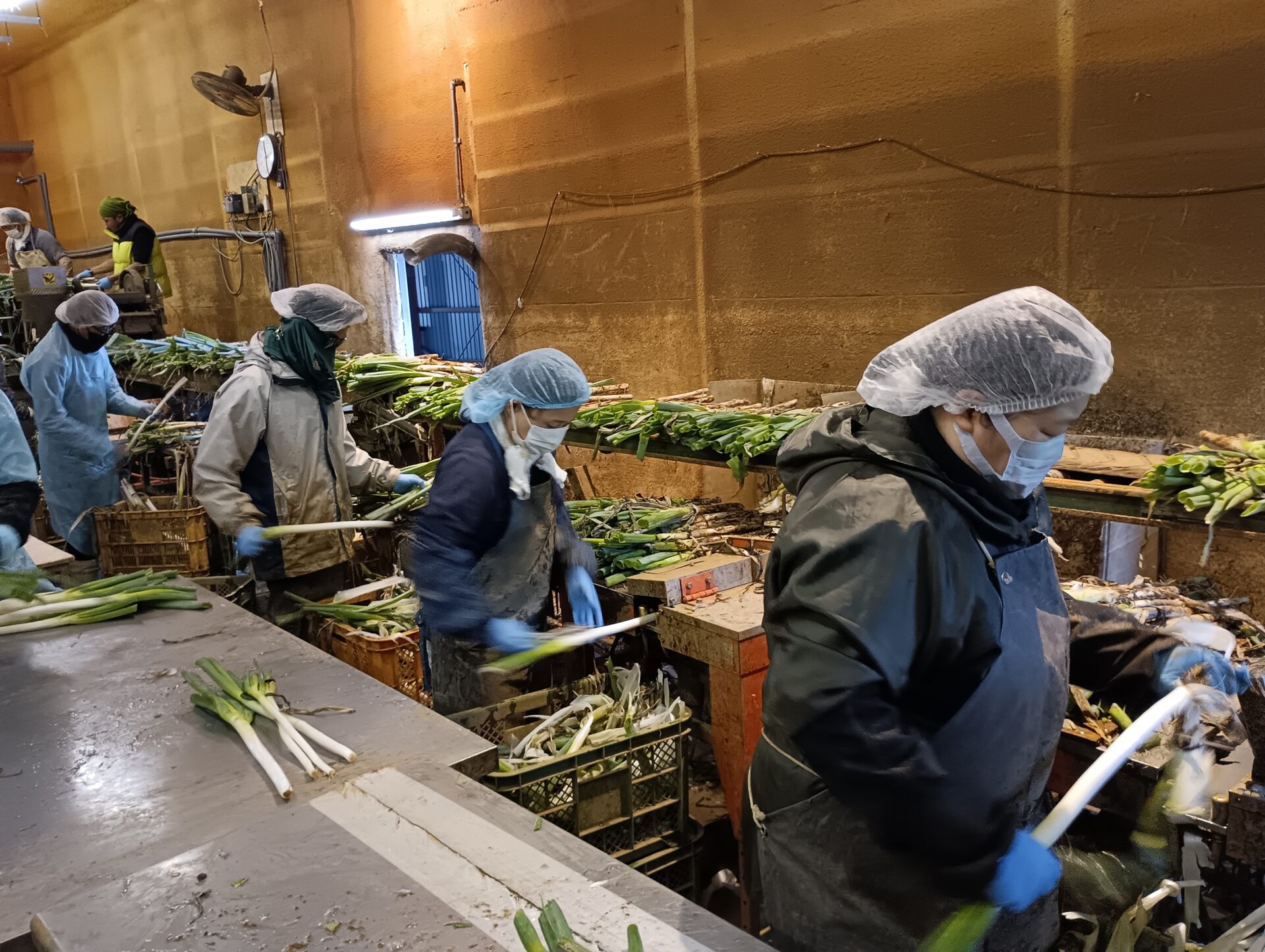 長ネギの皮むき作業